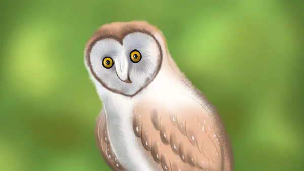 Owl